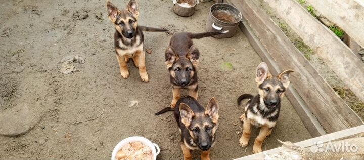 Собаки щенки немецкая овчарка