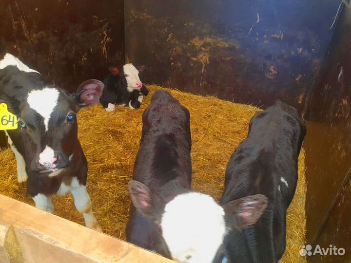 Телята. Доставка