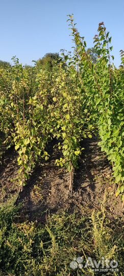 Саженцы плодовых деревьев