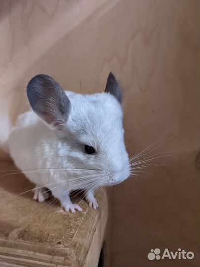 Шиншилла белая