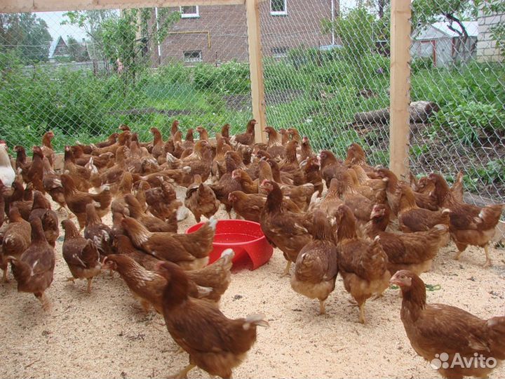 Куры несушки молодки Ломан Браун 135 дней