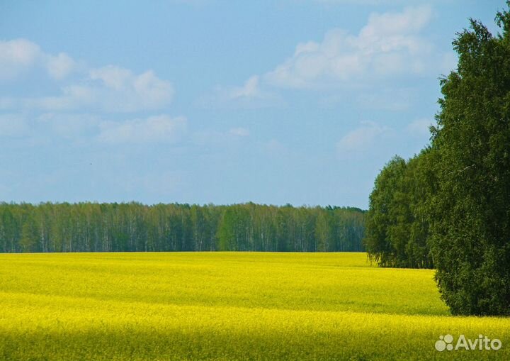 Мёд донник опт