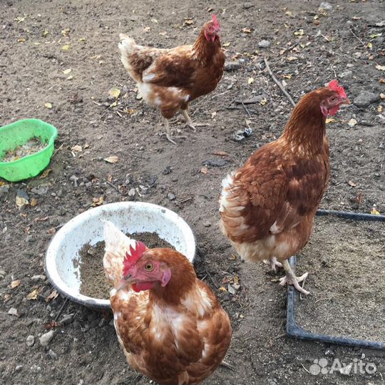 Куры несушки
