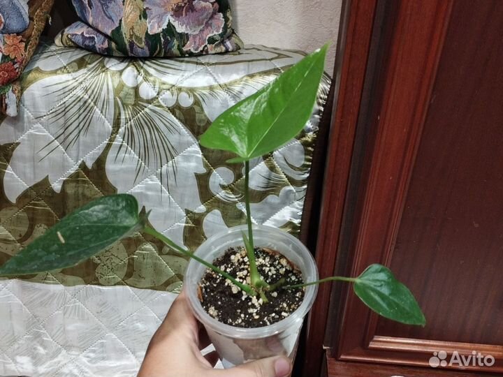 Антуриум розовый Джоли (комнатные 4)