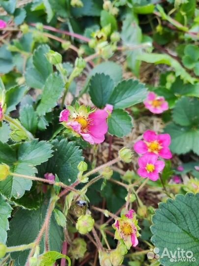 Саженцы клубники