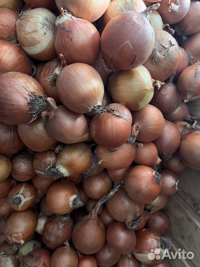 Овощи картошка лук севок семеная картошка