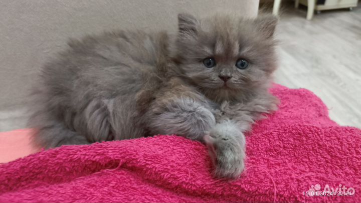 Шотландские котята