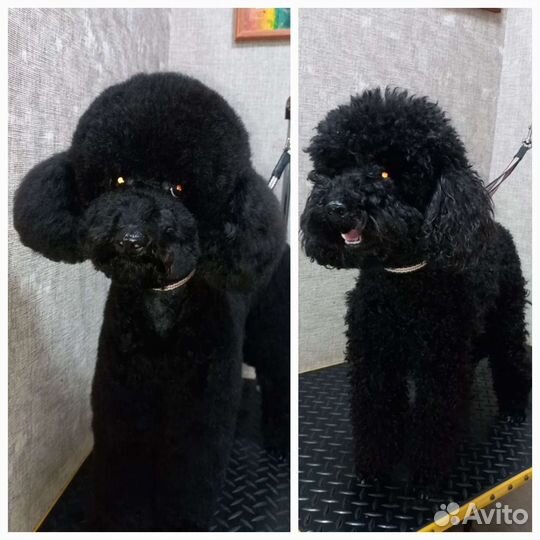 Стрижка собак и кошек