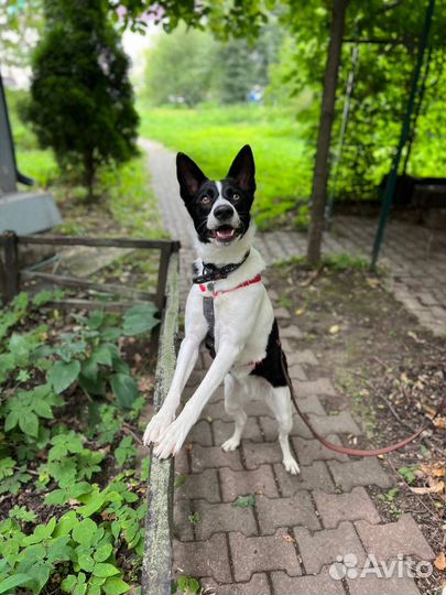 Собака в добрые руки руки