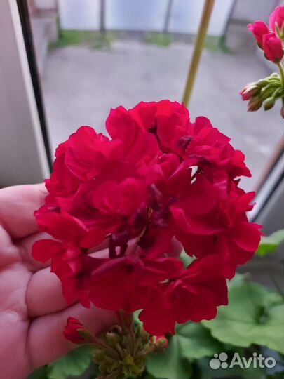 Комнатные цветы пеларгония сортовая