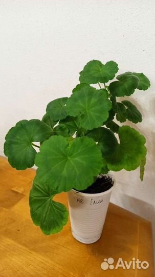 Пеларгония(герань), филодендрон, педилантус