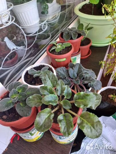 Фиалки продажа