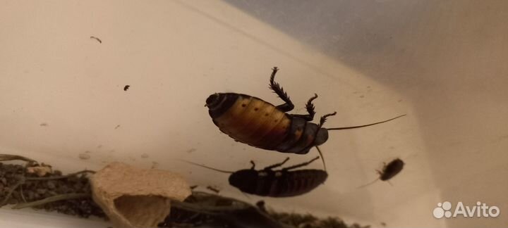 Мадагаскарский таракан