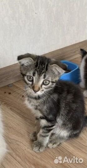 Кошка в дар