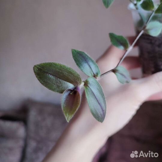 Традесканция Gibasis purple Plush