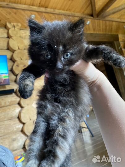 Котята