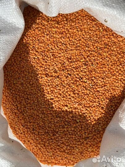 Семена чечевицы красной под гербицид, крупы, рис