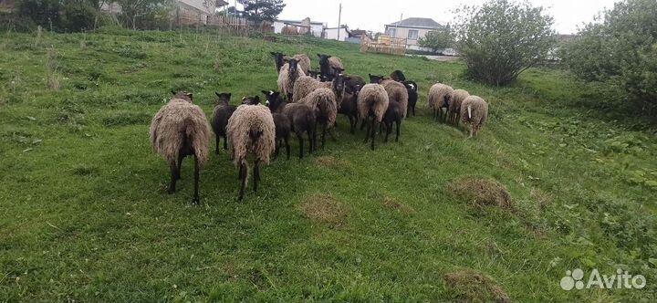 Овцы, матки, ягнята