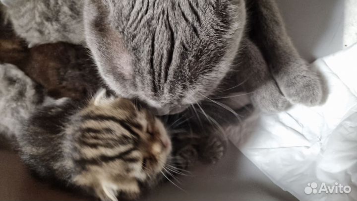Британские котята