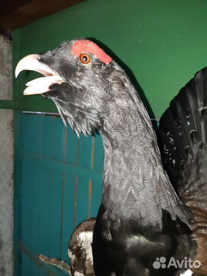 Чучело глухаря