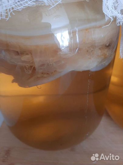 Чайный гриб