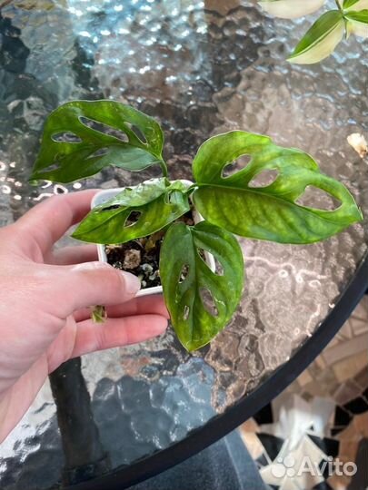 Домашние цветы