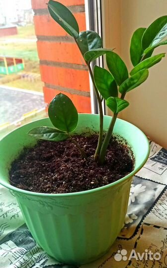 Замиокулькас долларовое дерево