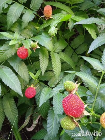 Малина арктическая крупная (княженика)