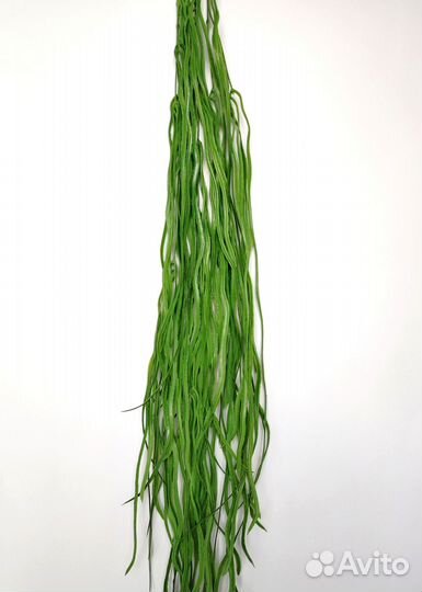 Растения для спальни осока длинная опт