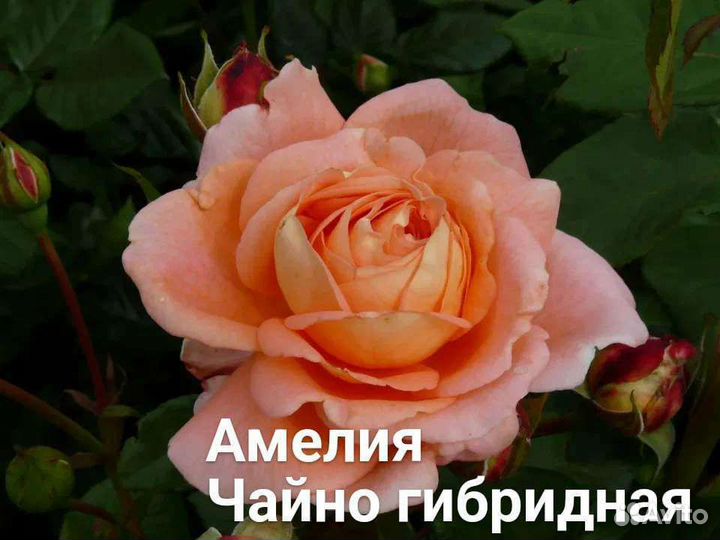 Саженцы чайно-гибридной розы