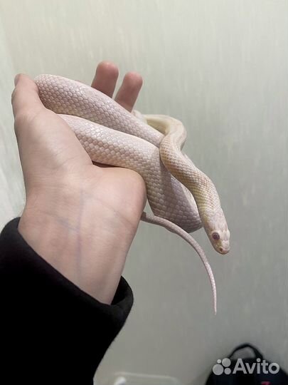 Белый полоз змея для новичка