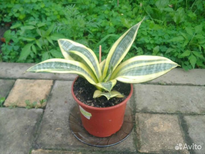 Сансивиерия