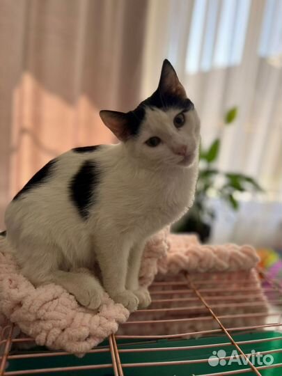 Котенок привитый кастрированный