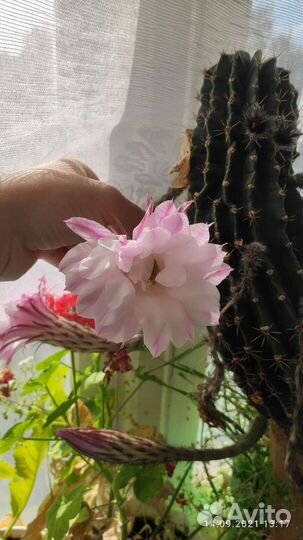 Кактус красивый цветущий даёт потомство