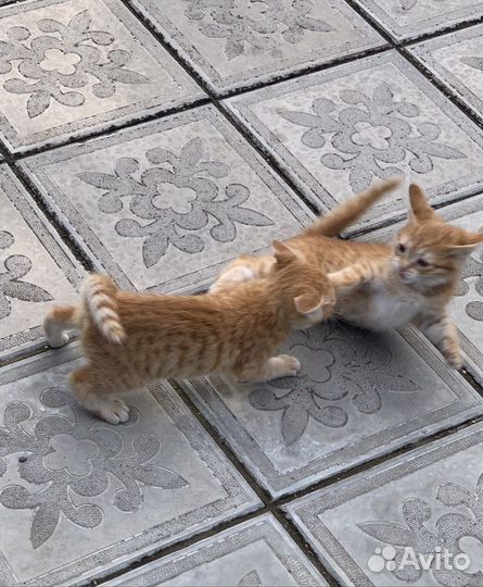 Котята в добрые руки бесплатно