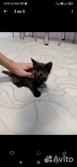 Кошка в дар бесплатно