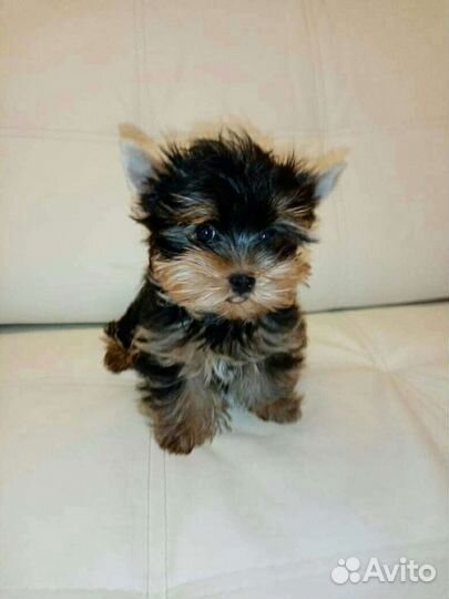 Йоркширский терьер, разные окрасы