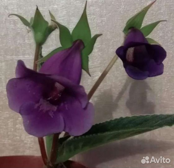 Глоксинии сортовые