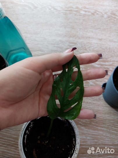 Монстера Адансони вариегата Индо Минт