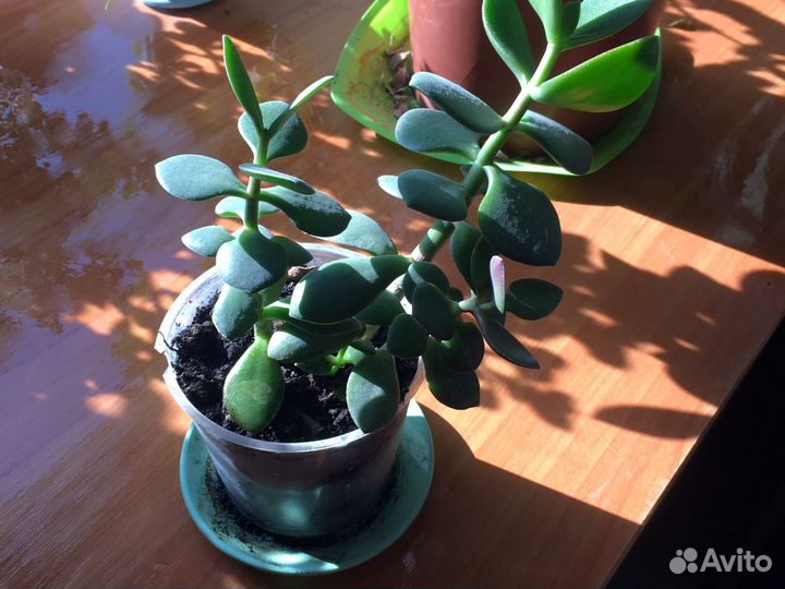 Толстянка, денежное дерево, крассула