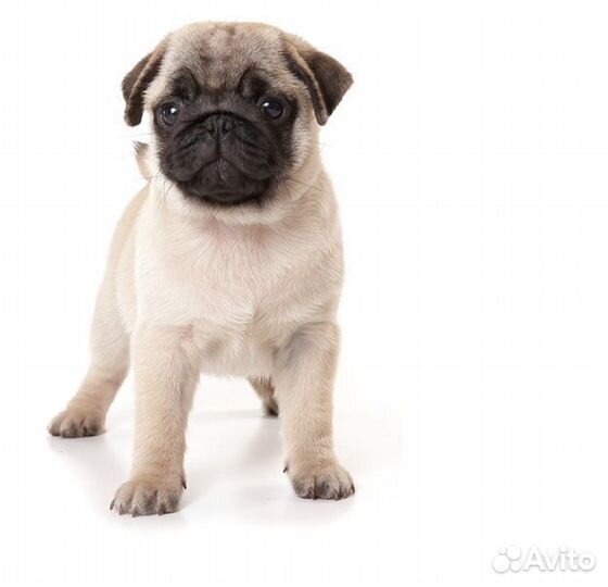 Передержка маленьких собак