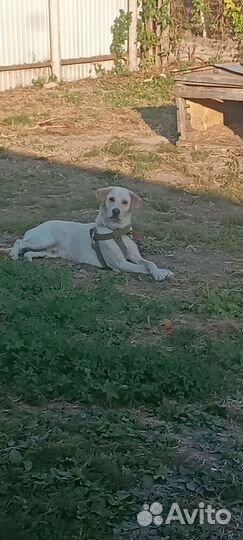 Вязка лабрадор