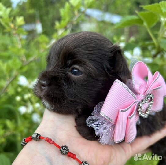 Малышка шоколадный йорк