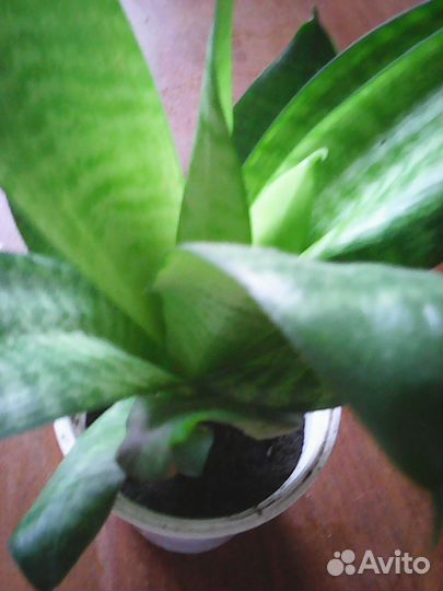 Продам цветок Сансевьера Ханни