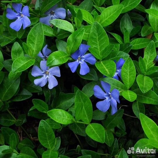Почвопокровник барвинок голубой многолетний