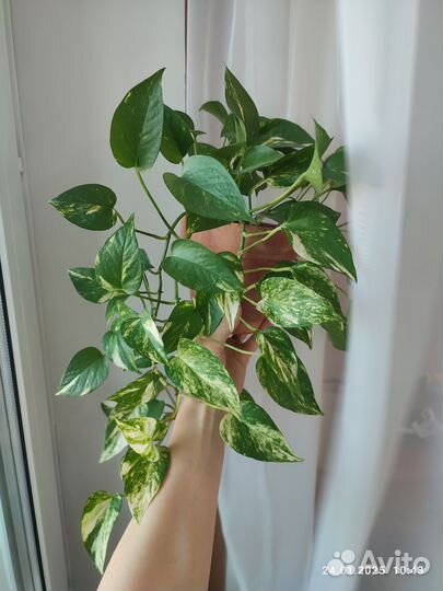 Сциндапсус зототистый