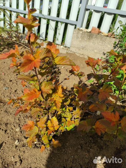 Спирея серая, пузыреплодник