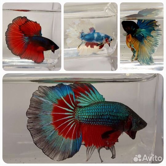 Рыбка петушок