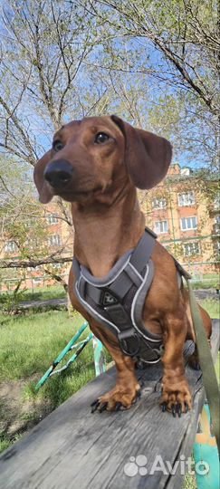 Вязка собак