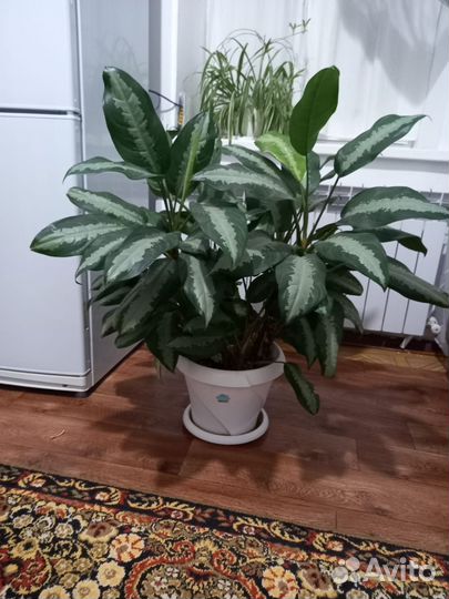 Комнатные растения цветы